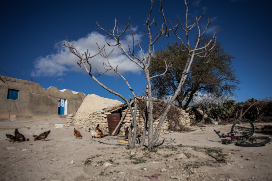 سليانة : أن تعيش حياة البؤس والذعر داخل الغابة