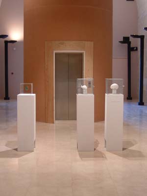 Endless Forms, Endless Relationships