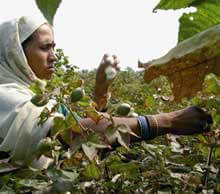 Caught in a Dirty Business