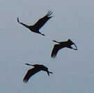 Dossier: We are All Gaza