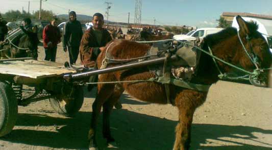 A Portrait of Tunisian Youth