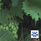 Young Mediterraneans