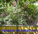 Littératures méditerranéennes à l’association Babelmed