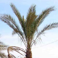 Egypte: Les réactions de BahaTahar et Makaoui Saïd 