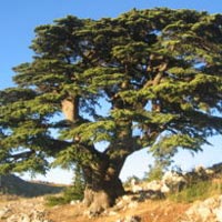 Liban: les réactions de May Mansi et Jabour Douihi