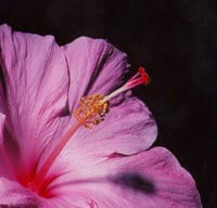 Hommage a Mahmoud Darwich