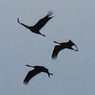 Gaza: la tentation de l'oubli