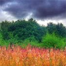 L'islam européen, entre aspirations et disillusion