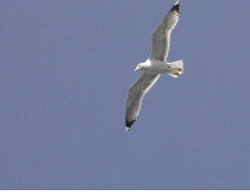 D'Ajaccio à Marseille