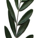 Dossier. Réflexions sur les révolutions arabes