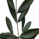 Dossier. Réflexions sur les révolutions arabes