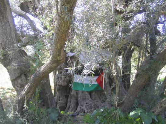 //Le plus vieil olivier de Bethléem