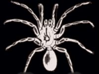 'La Notte della Taranta': rinviato il concerto