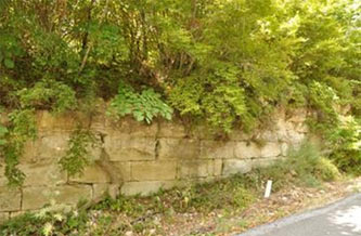 //Una grossa radice fende la cortina del Vallum Anastasianum