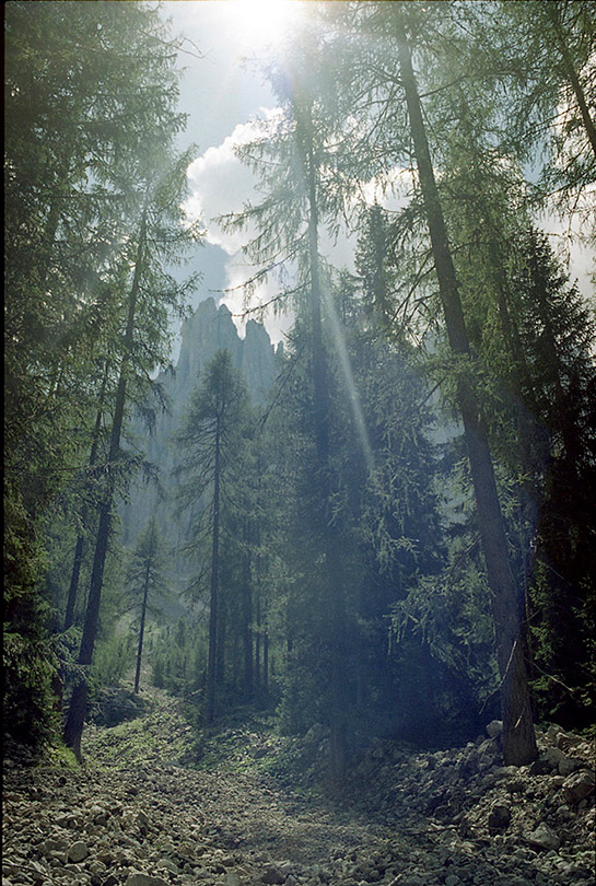 //Bosco di abete rosso nei pressi del Labirinto del Latemar Carezza-Bolzano Parco naturale dello-Sciliar- Foto: Ilaria Di-Biagio
