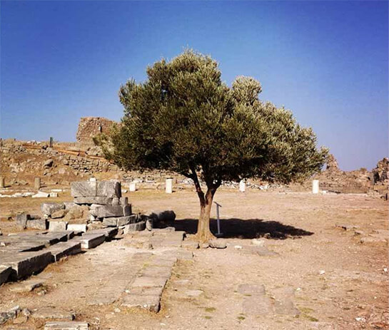 //L’albero di Pergamo