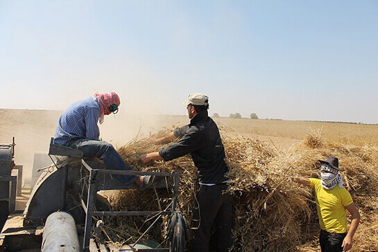 From Egypt to Palestine, agroecology as a weapon | Babelmed
