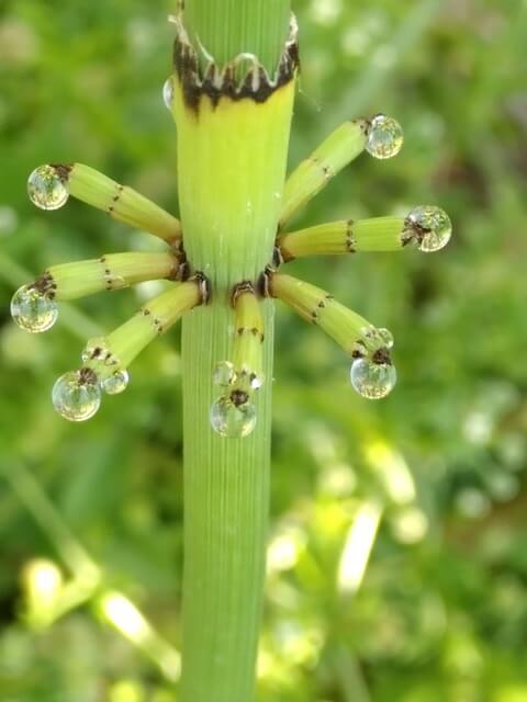 Rencontre avec ma plante | Vivant·e !