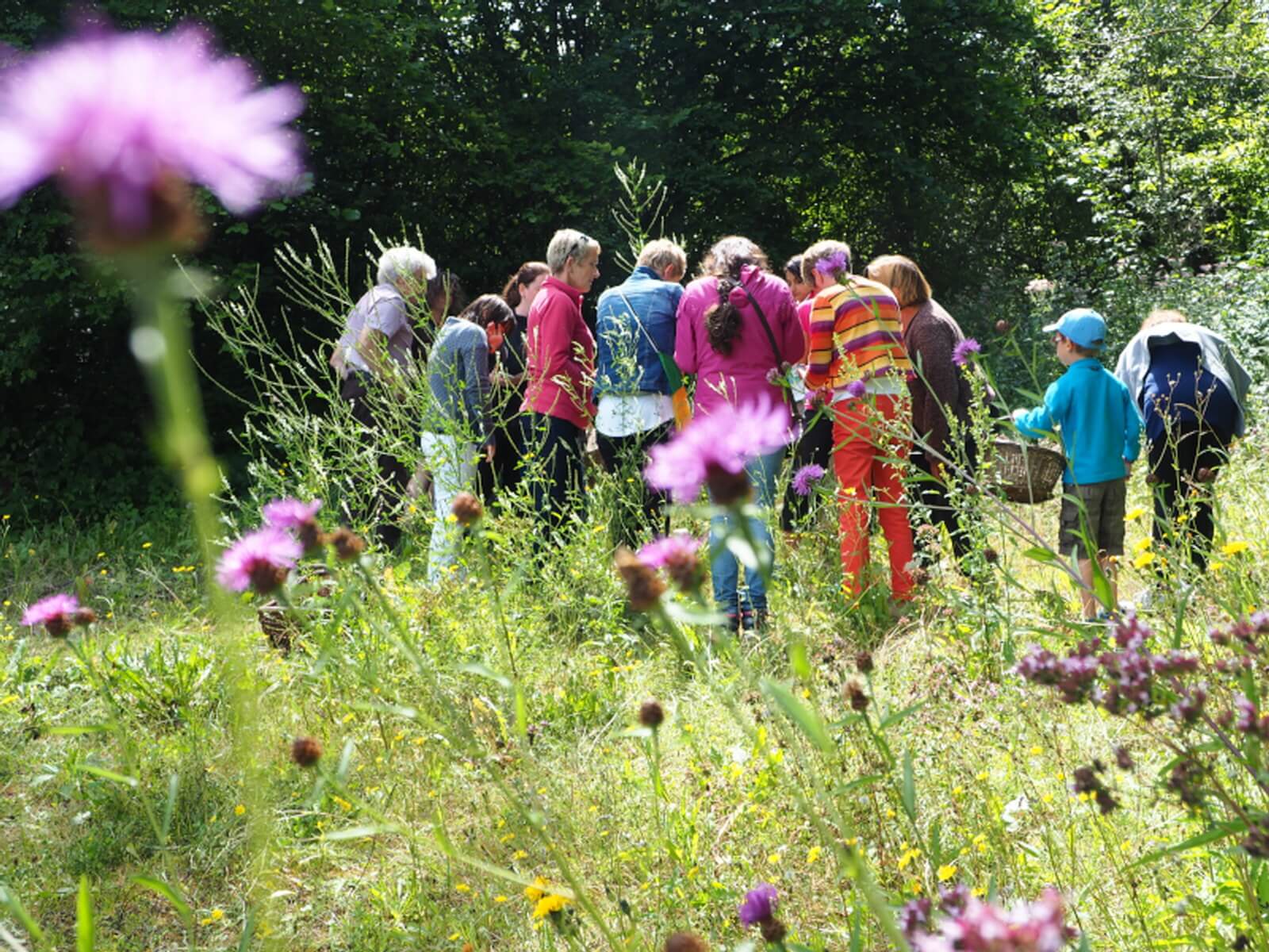 Balade sauvage comestibles | Vivant·e !