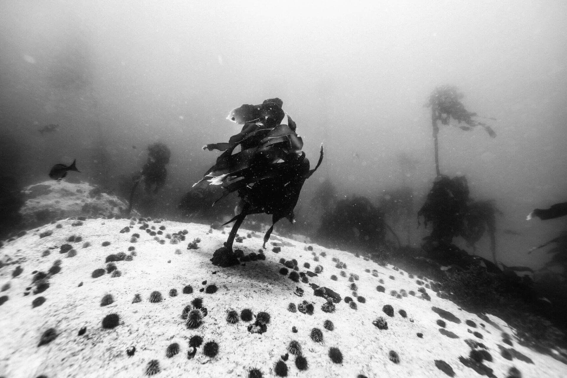 DANCER | ALEXANDRE JAMIN