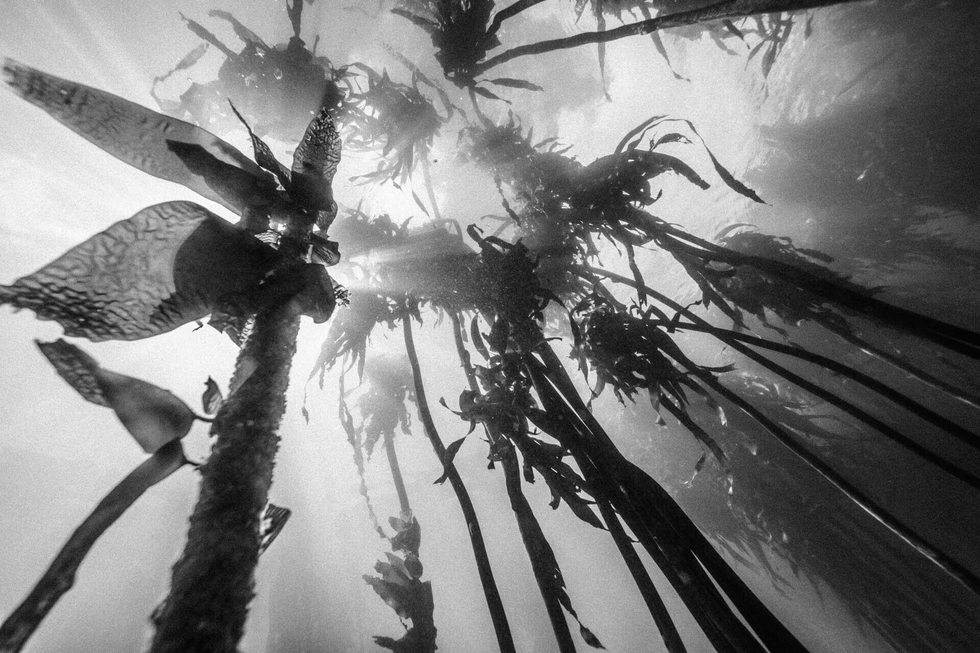 UNDERWORLD | ALEXANDRE JAMIN