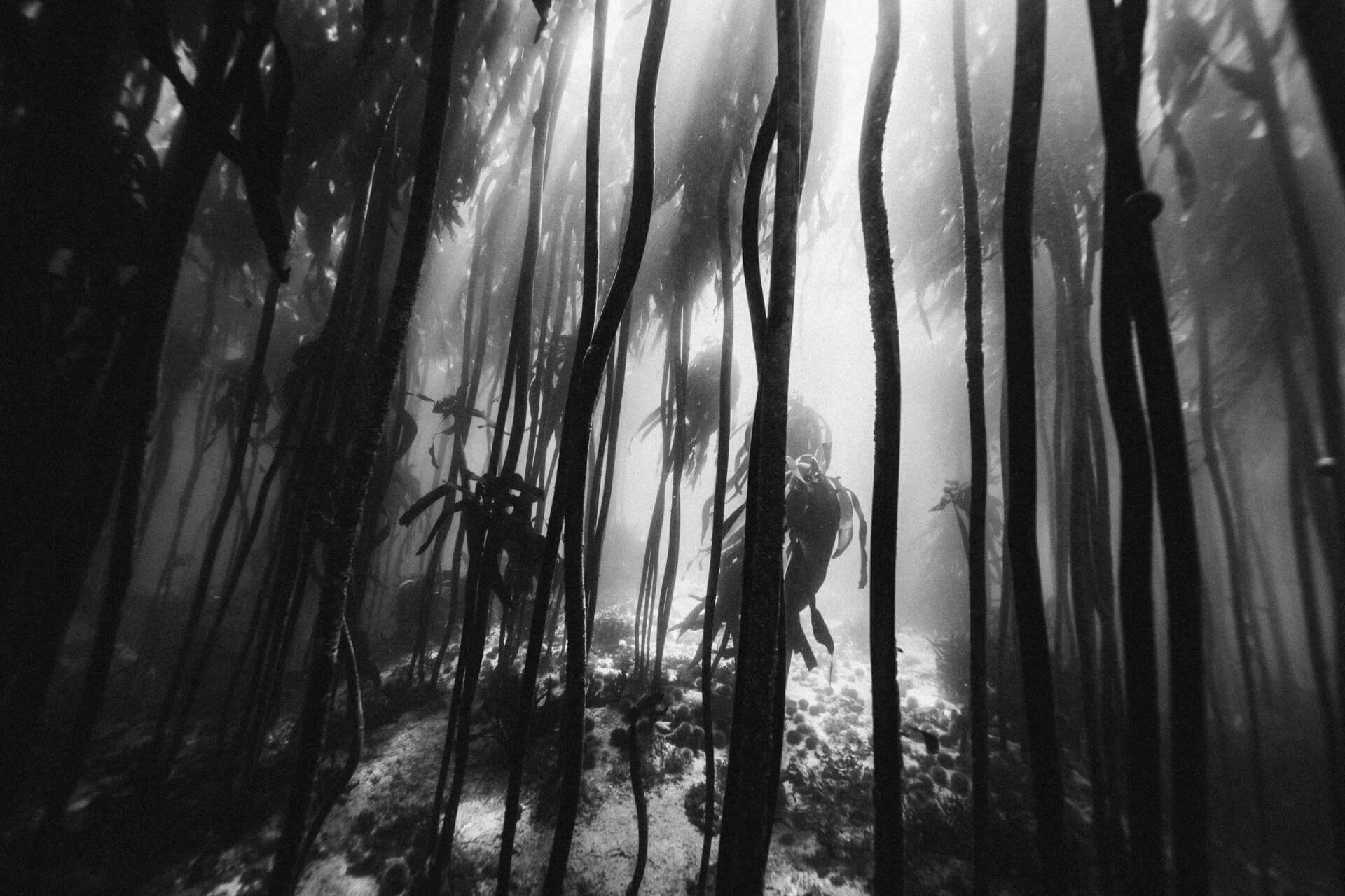 ALGAE | ALEXANDRE JAMIN