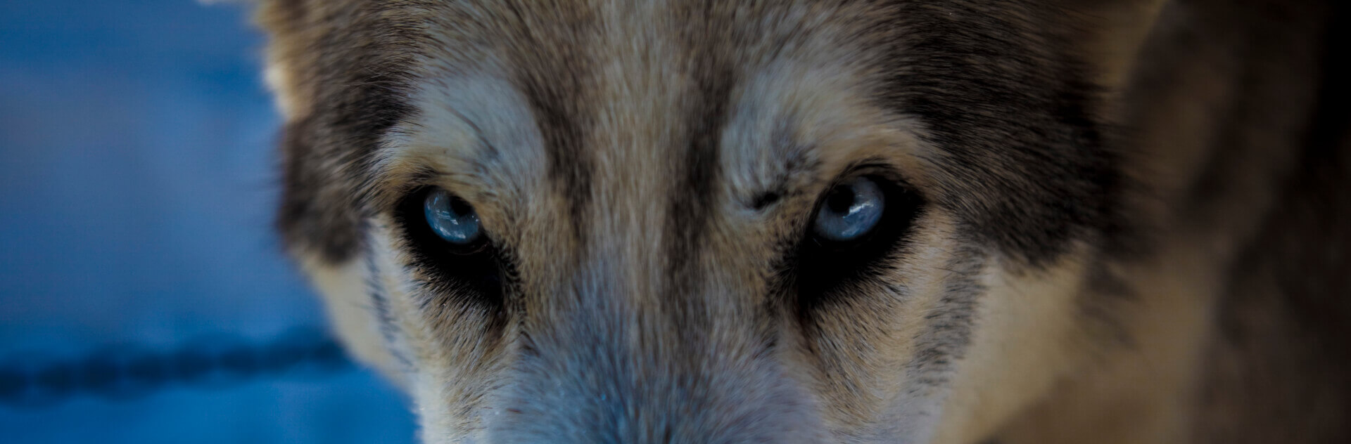 EYES | ALEXANDRE JAMIN