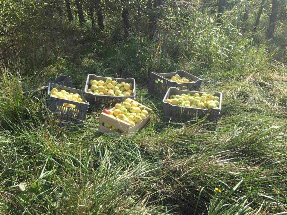 Glanage (selon la saison) | Au Maquis