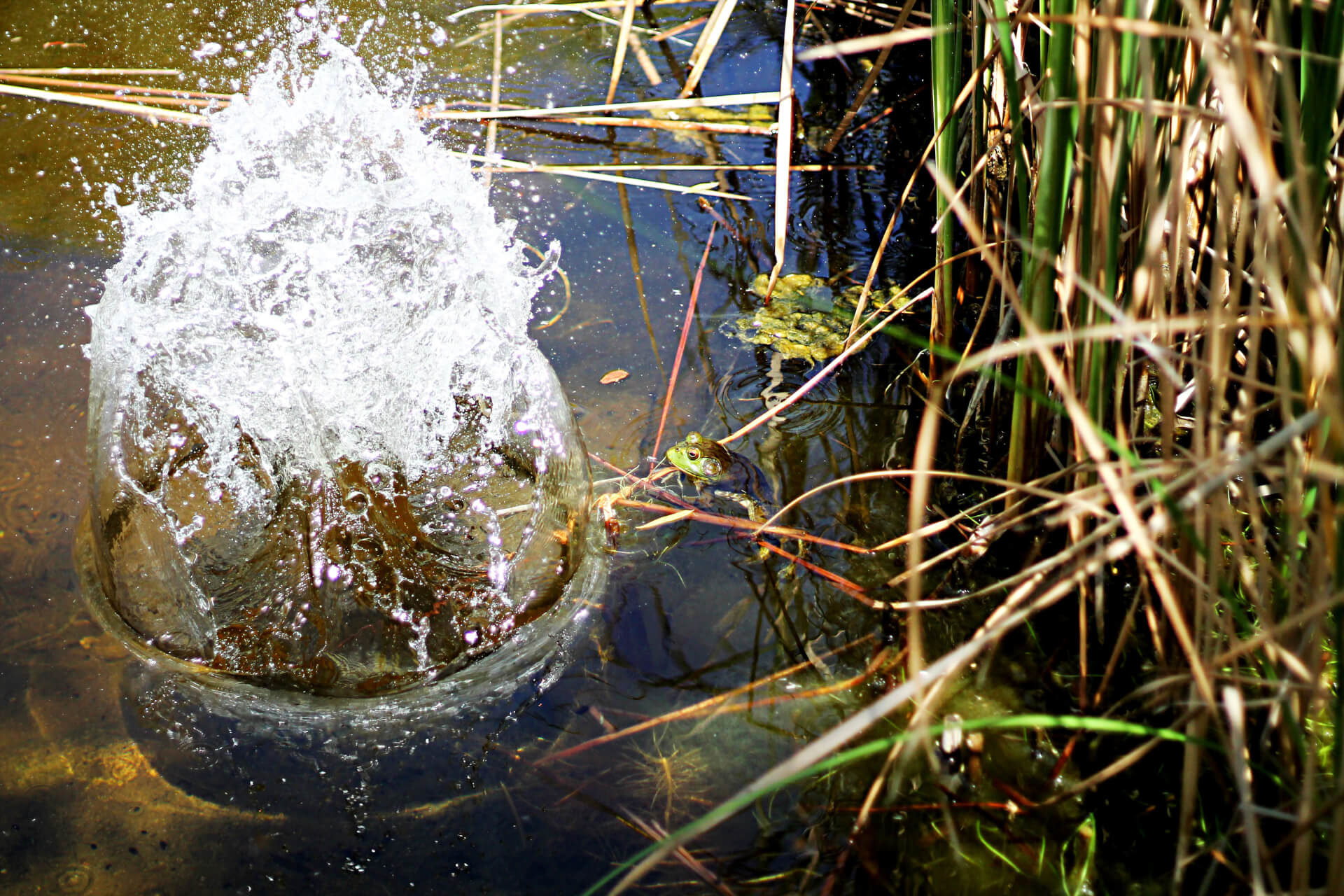 Botanical Garden | Both Nomads