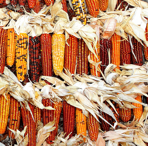 Récolte du maïs à la main | Vivant·e !