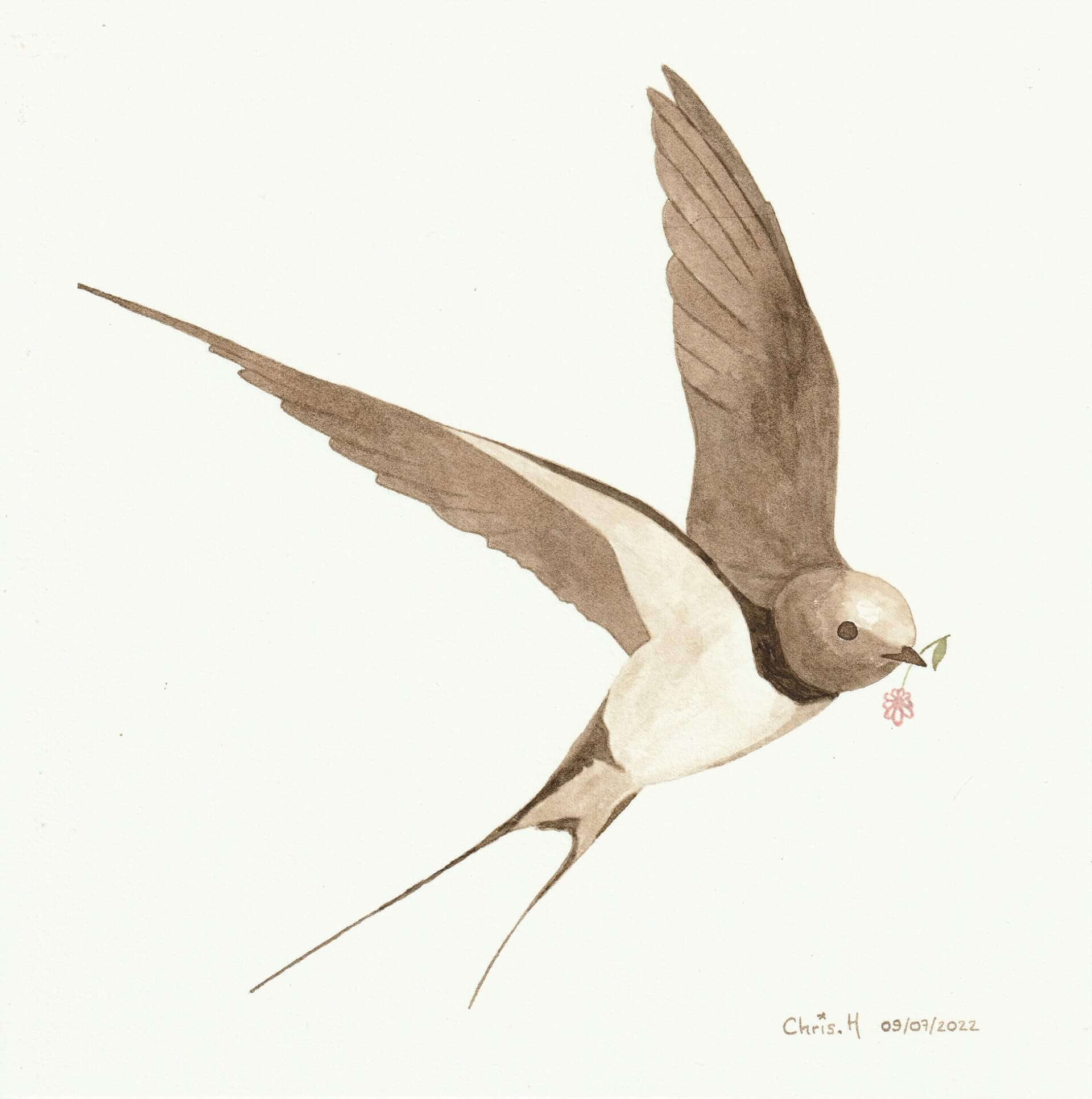 Hirondelle (grand) | christophe-henry