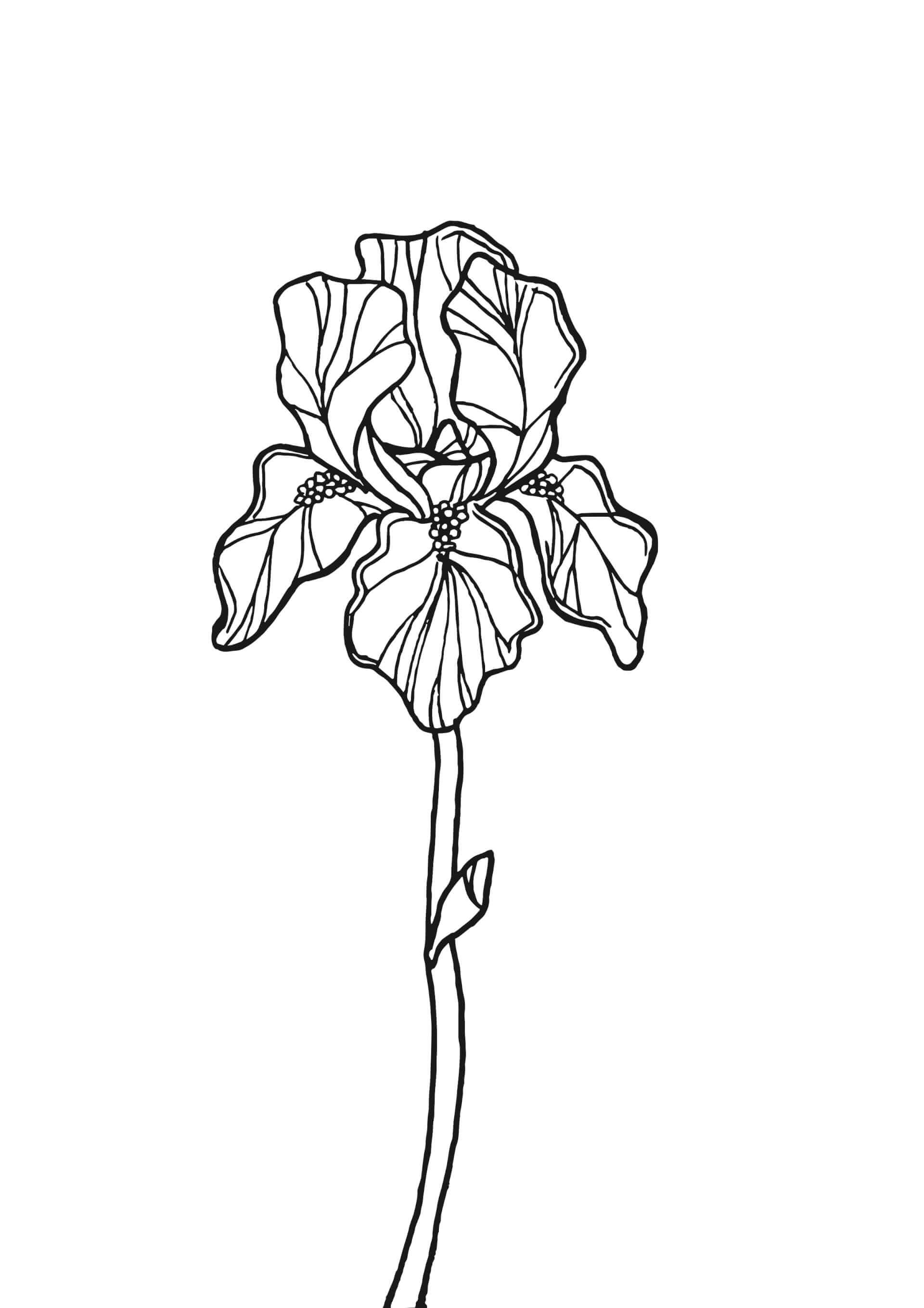 Tattoos - Iris | Canaille Illustration