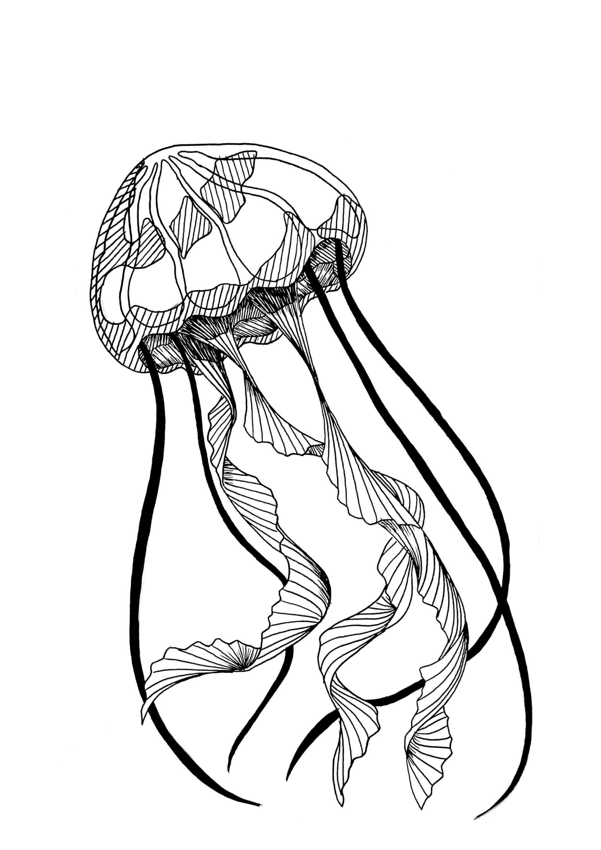 Tattoos | Canaille Illustration