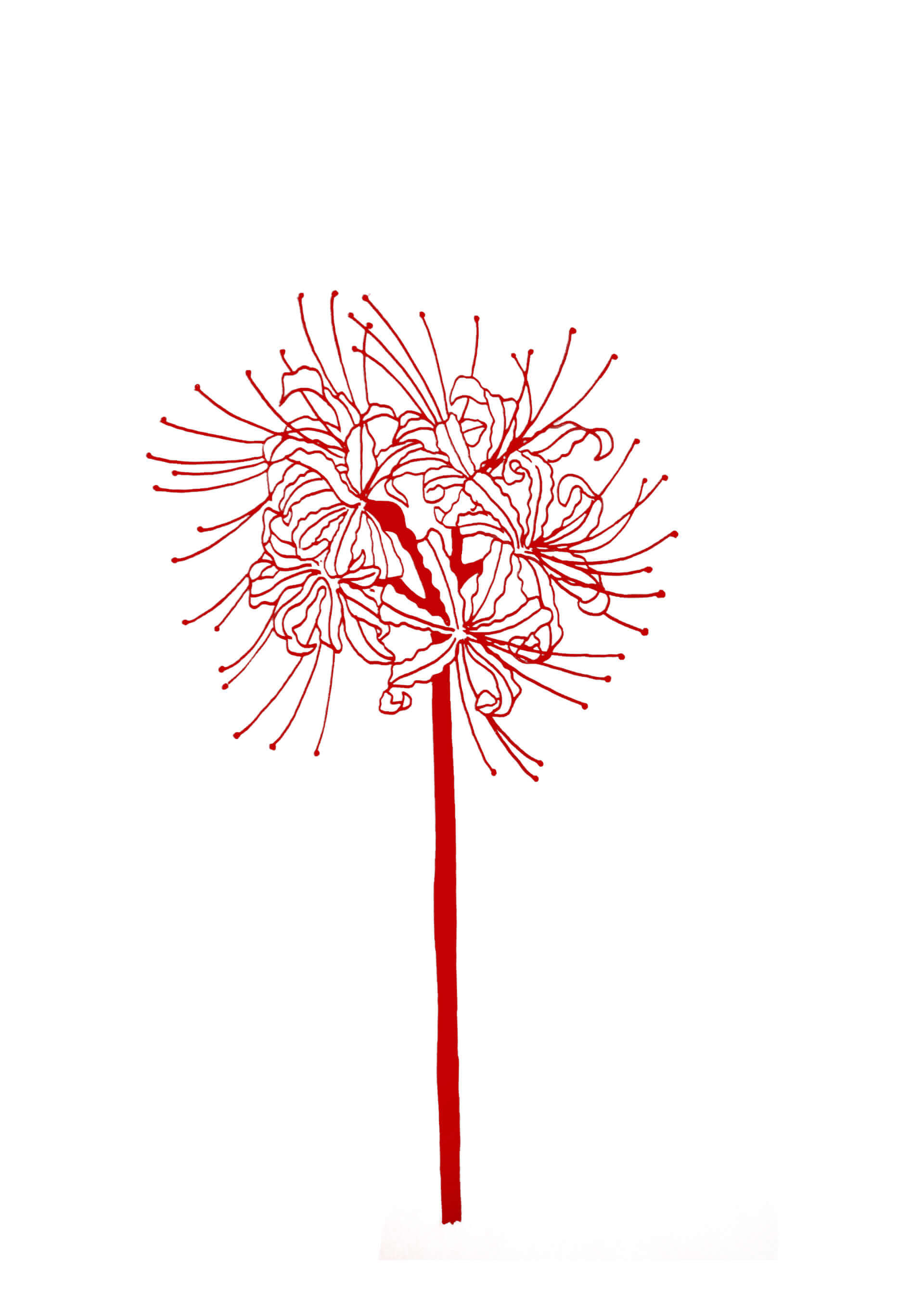 Estampes - rouge | Canaille Illustration