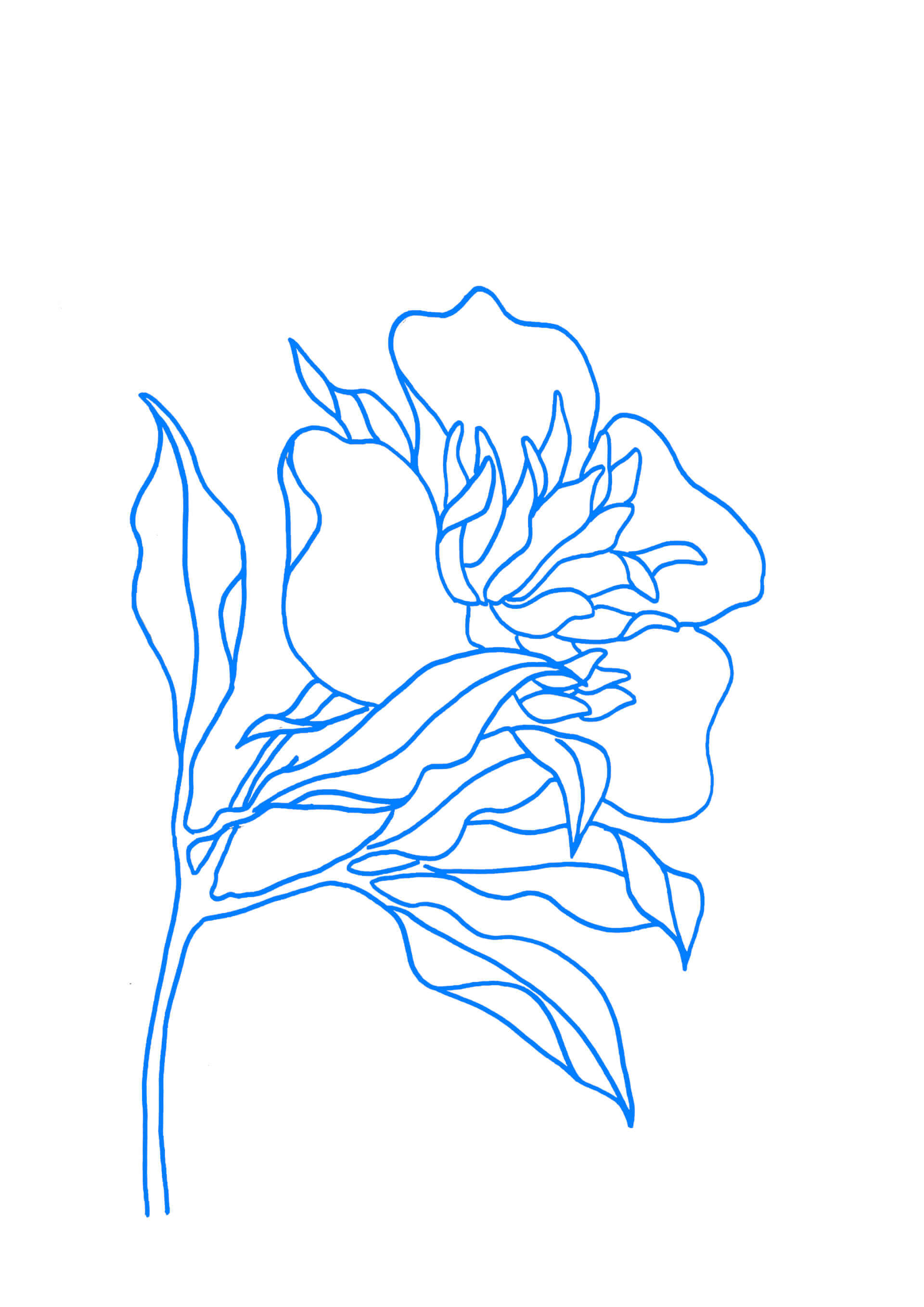 Estampes - bleu | Canaille Illustration