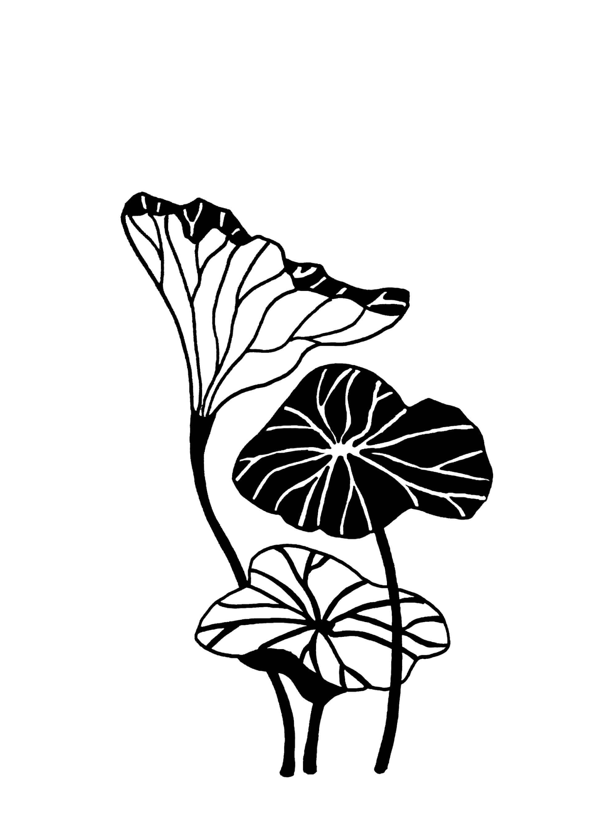 Estampes - nénuphar | Canaille Illustration