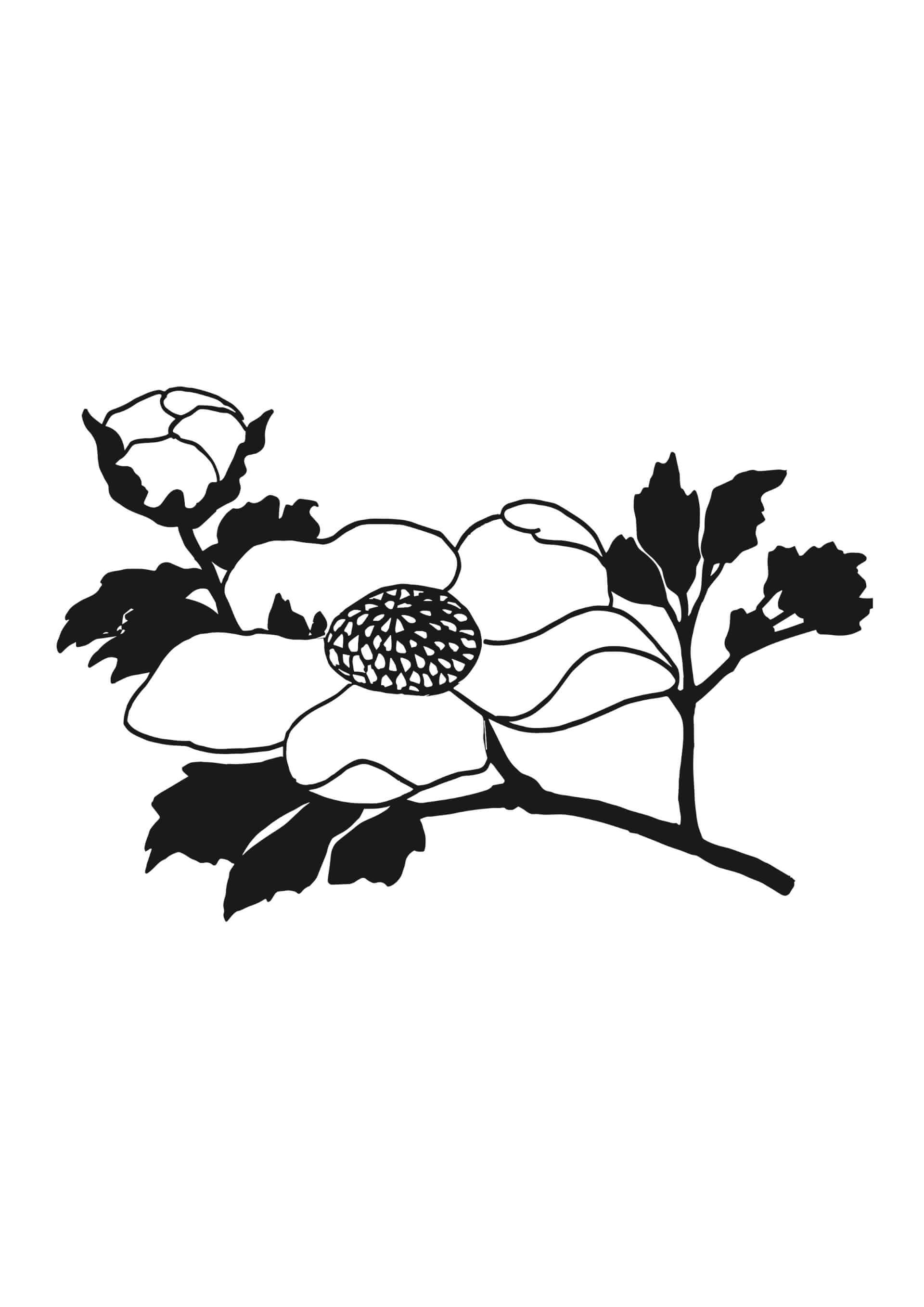 Estampes - Fleurs | Canaille Illustration