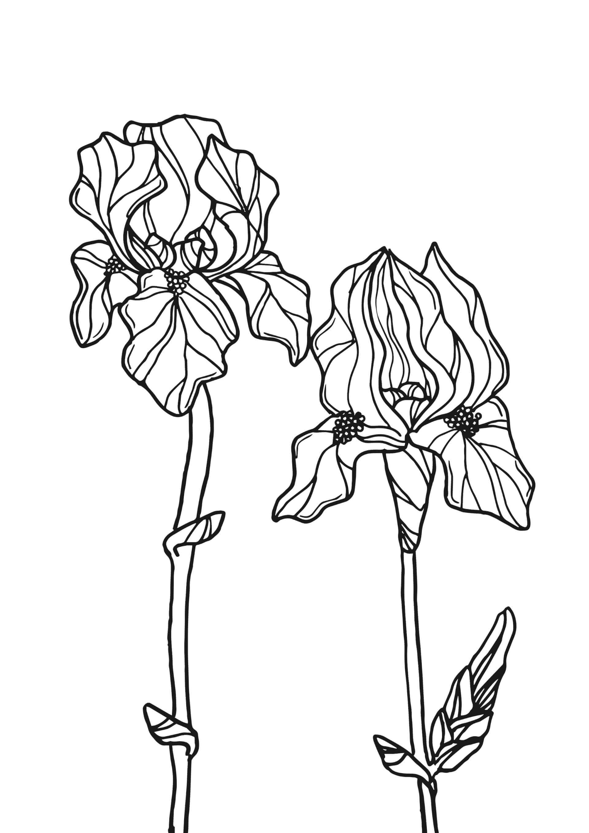 Tattoo - Iris duo | Canaille Illustration