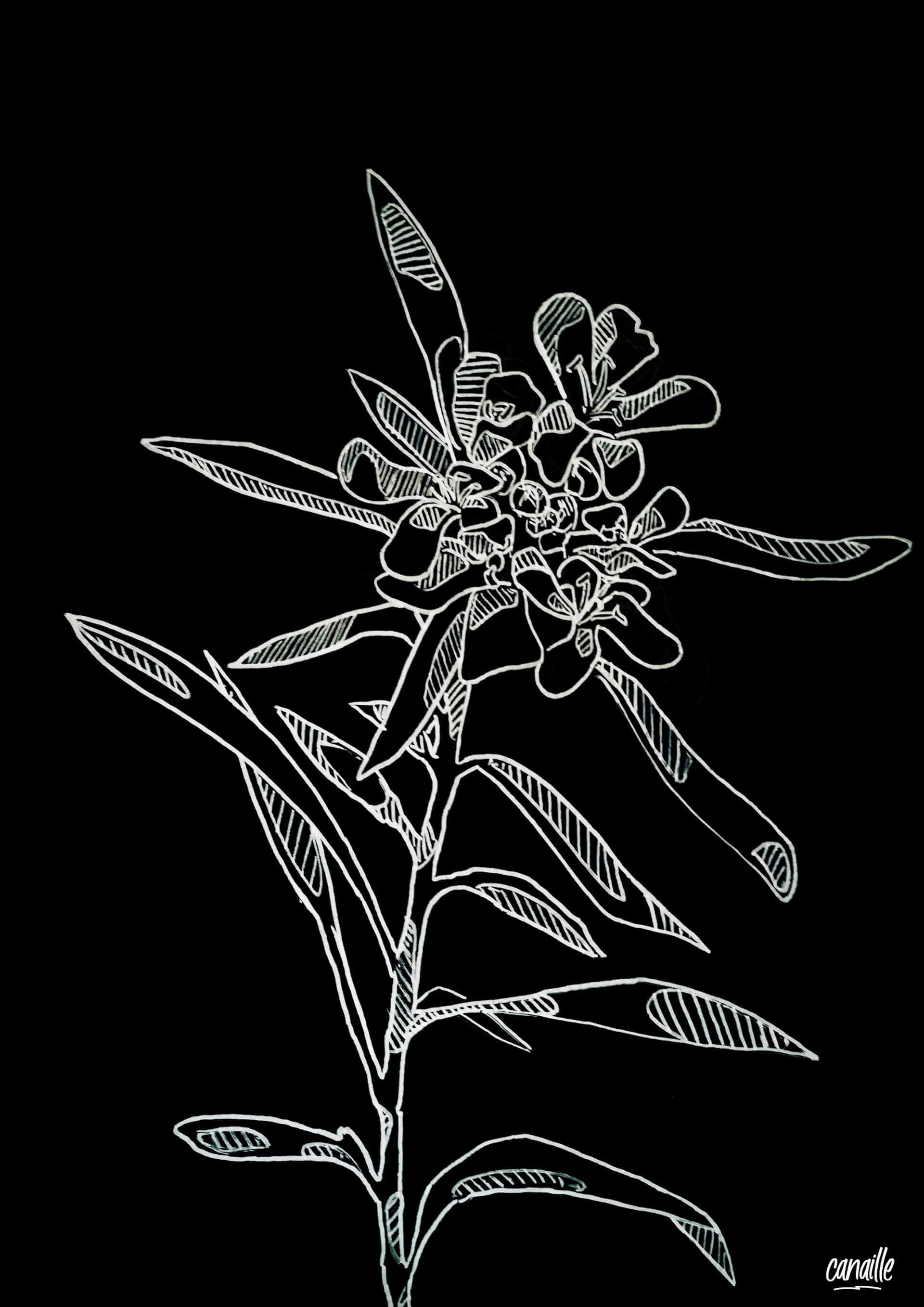 Wildflower | Canaille Illustration