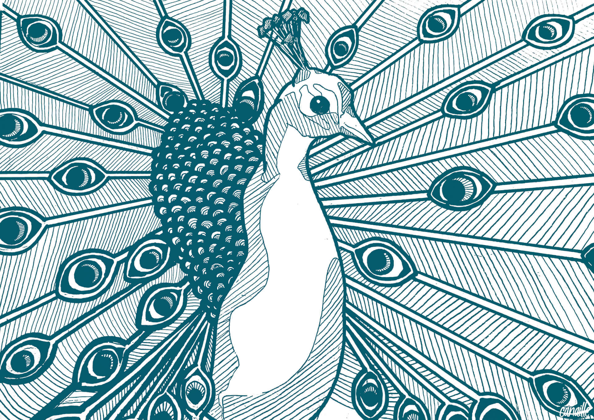 Paon | Canaille Illustration