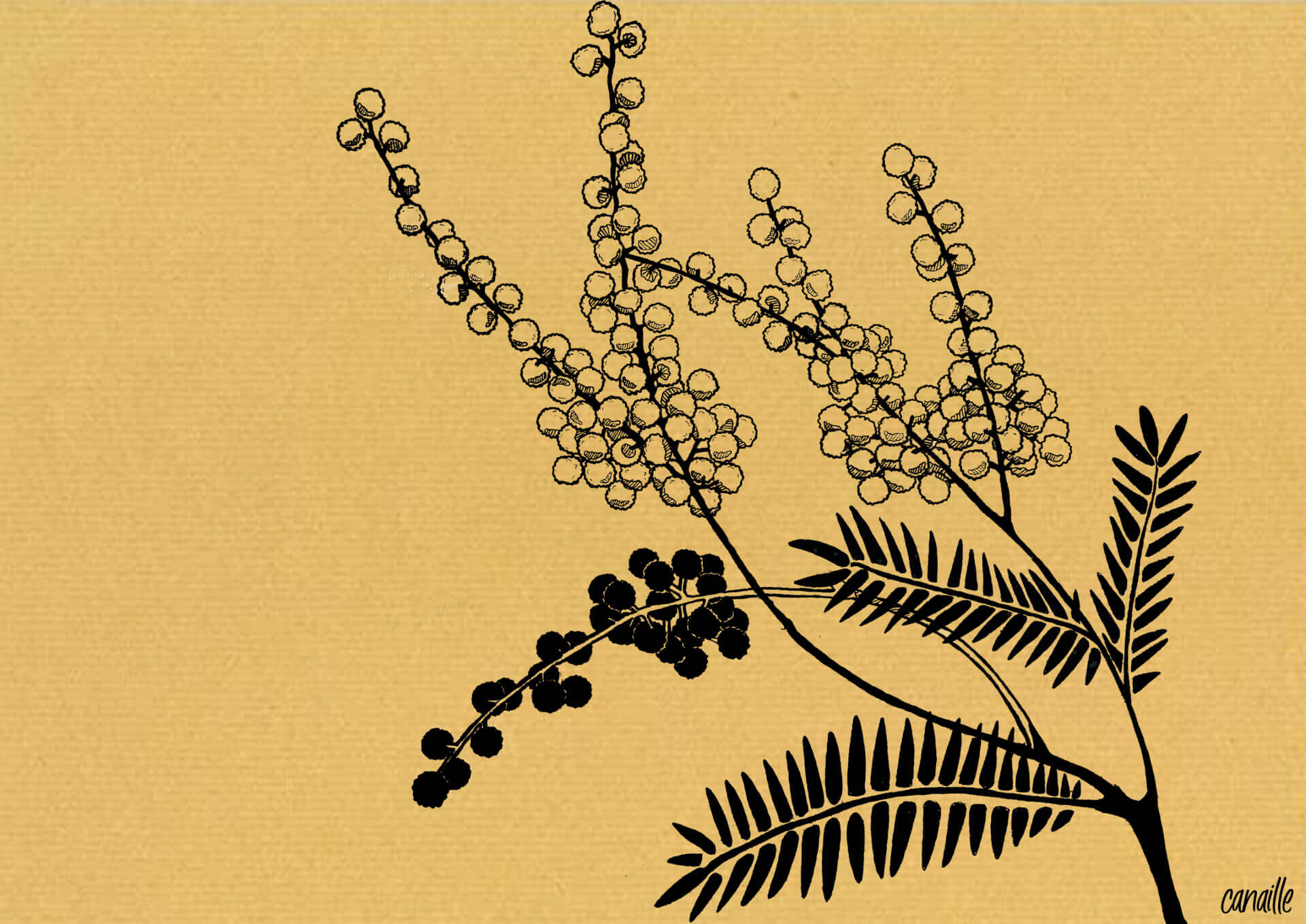 Mimosa | Canaille Illustration