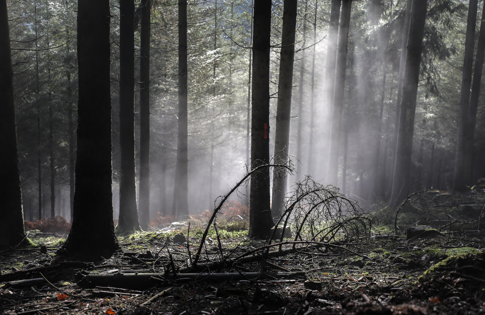 Mycellium tales | Both Nomads