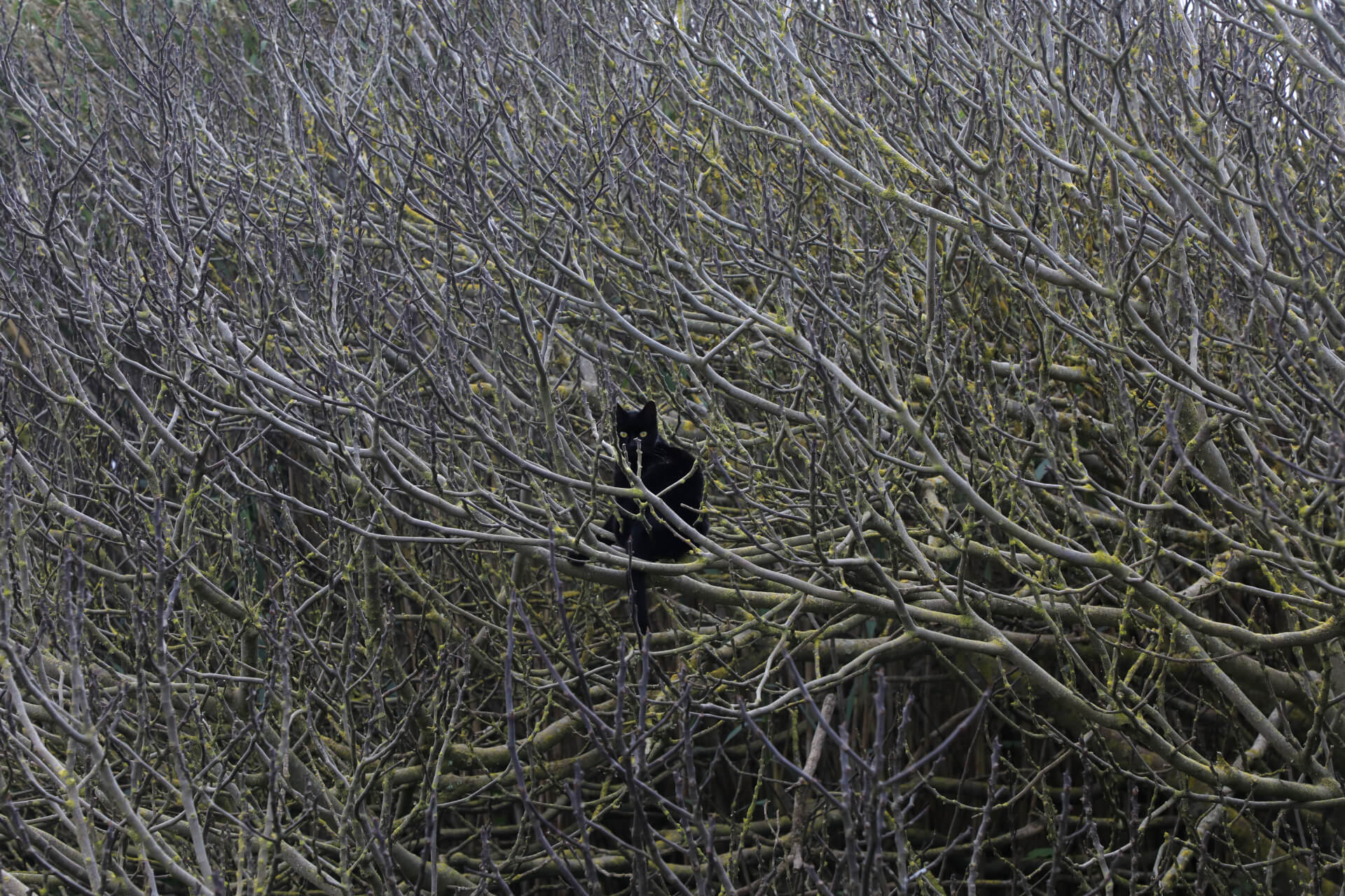 Cat soup | Both Nomads