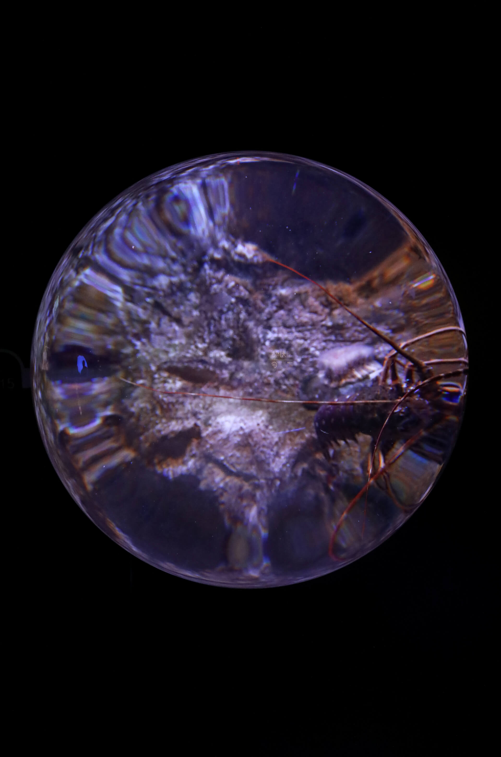 Sea Creature | Both Nomads