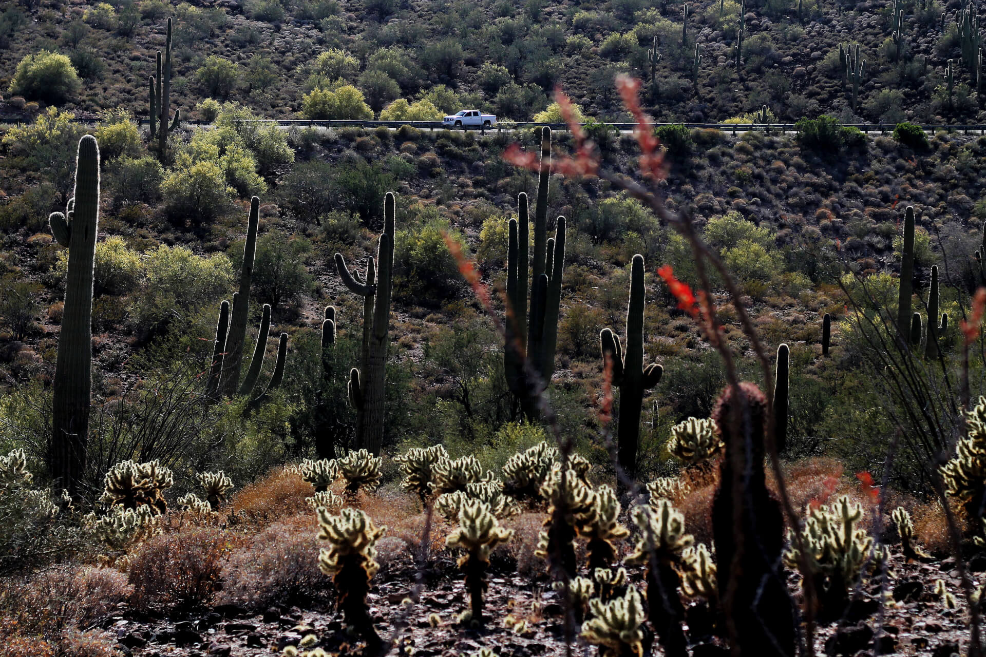 Arizona Dream | Both Nomads