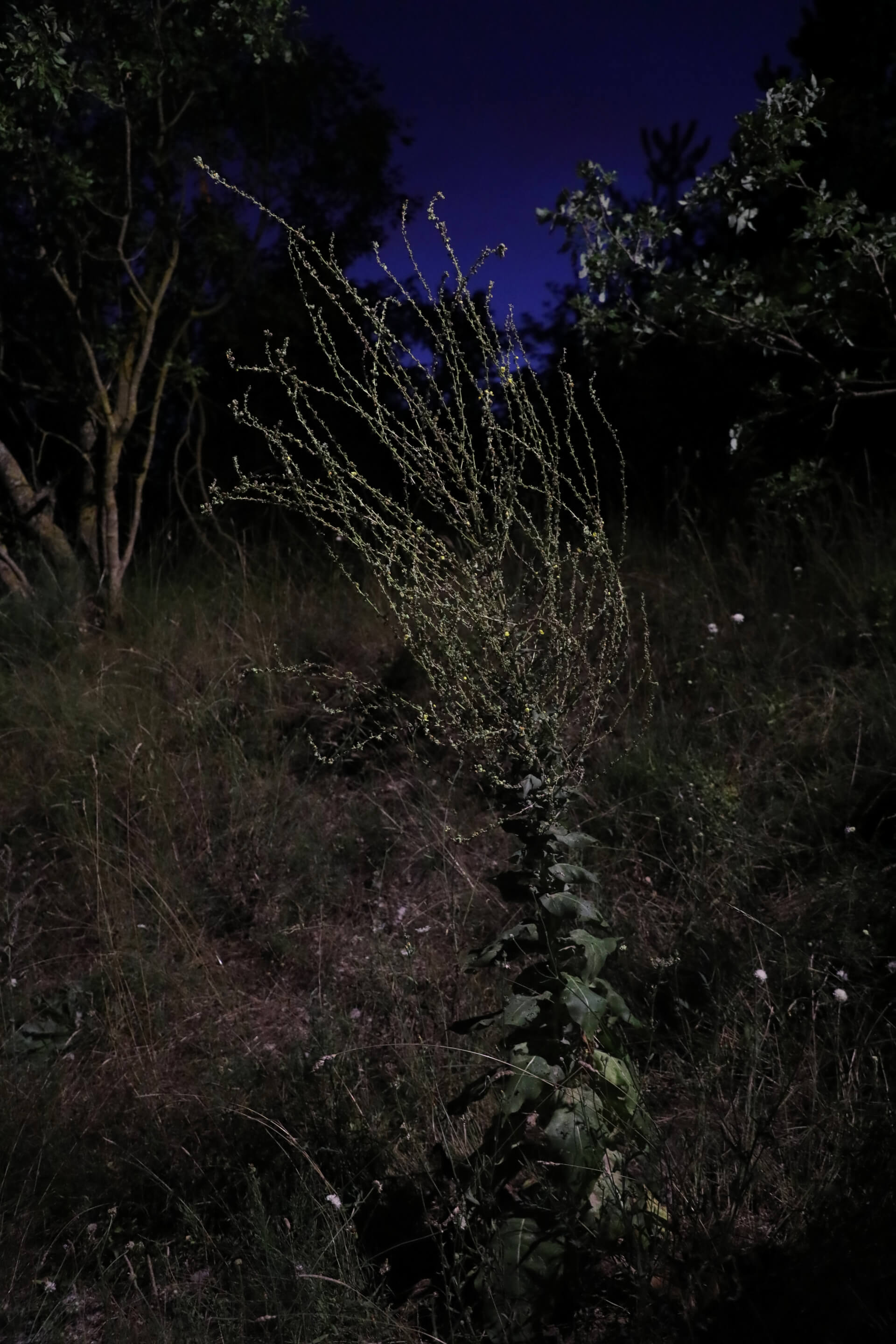 Magic Plant | Both Nomads