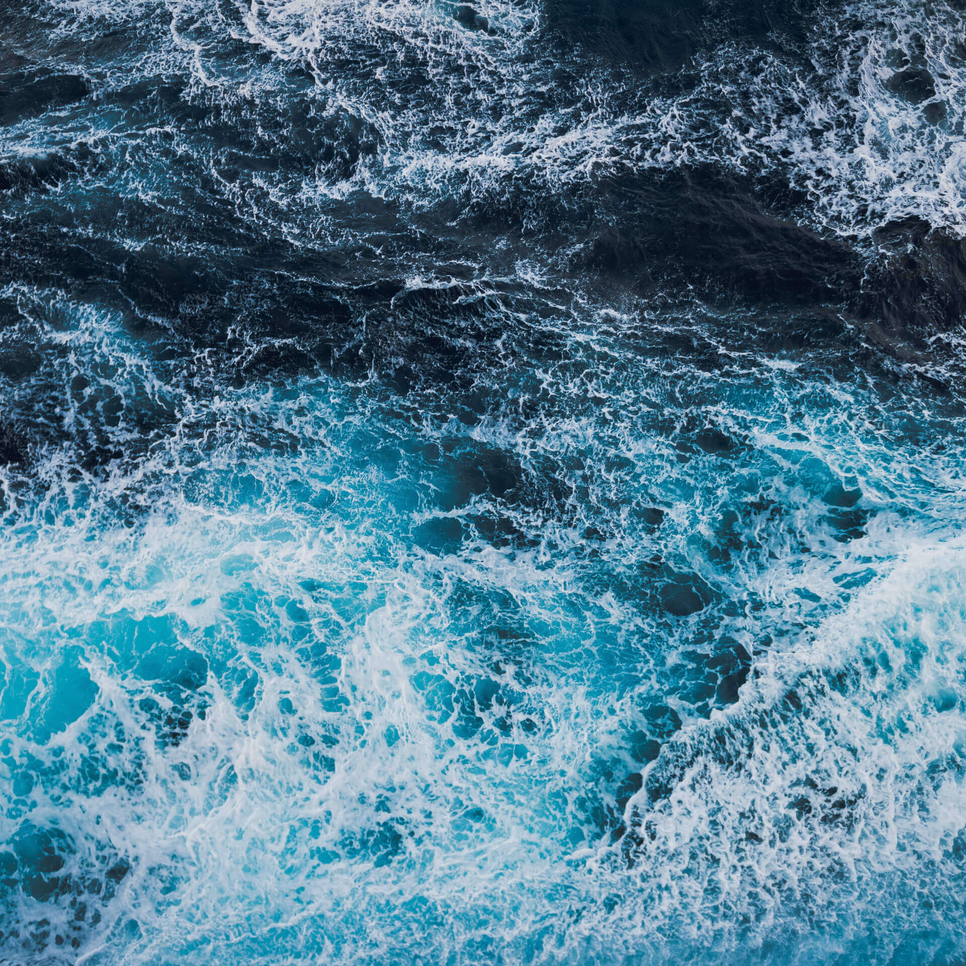 L'Oiseau Bleu/QingNiao