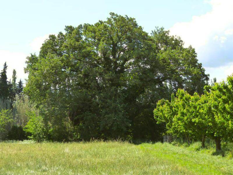 Parcours audio-guidé "Arbres de Cheval Blanc" | AEQV