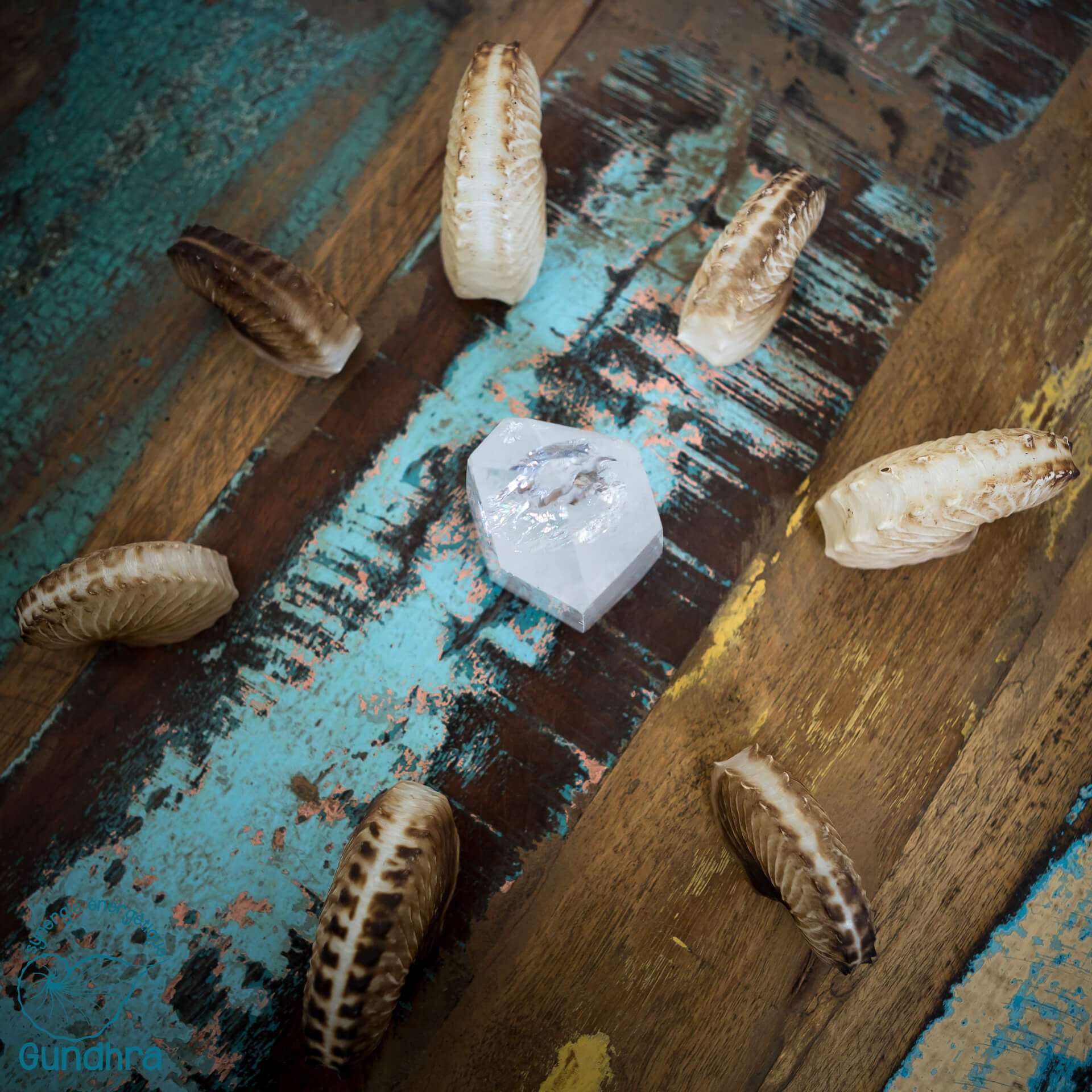 FFSEG - Fédération Française de Synergie Énérgétique Gundhra