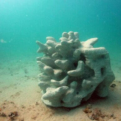 Structures Implantation | Cenote